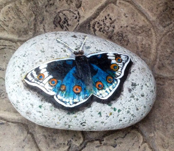 Бабочка на камне.jpg